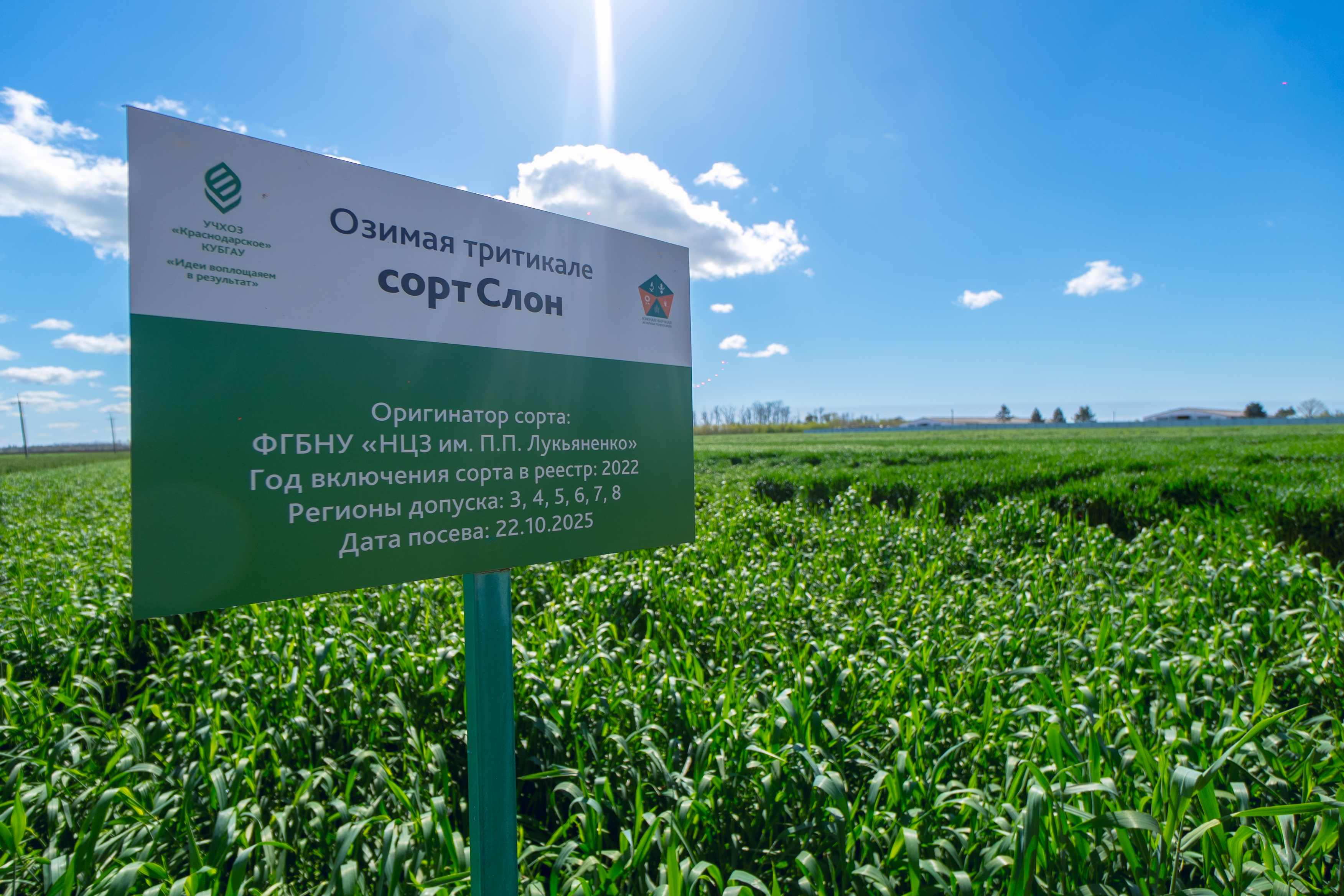 Тритикале – культура будущего