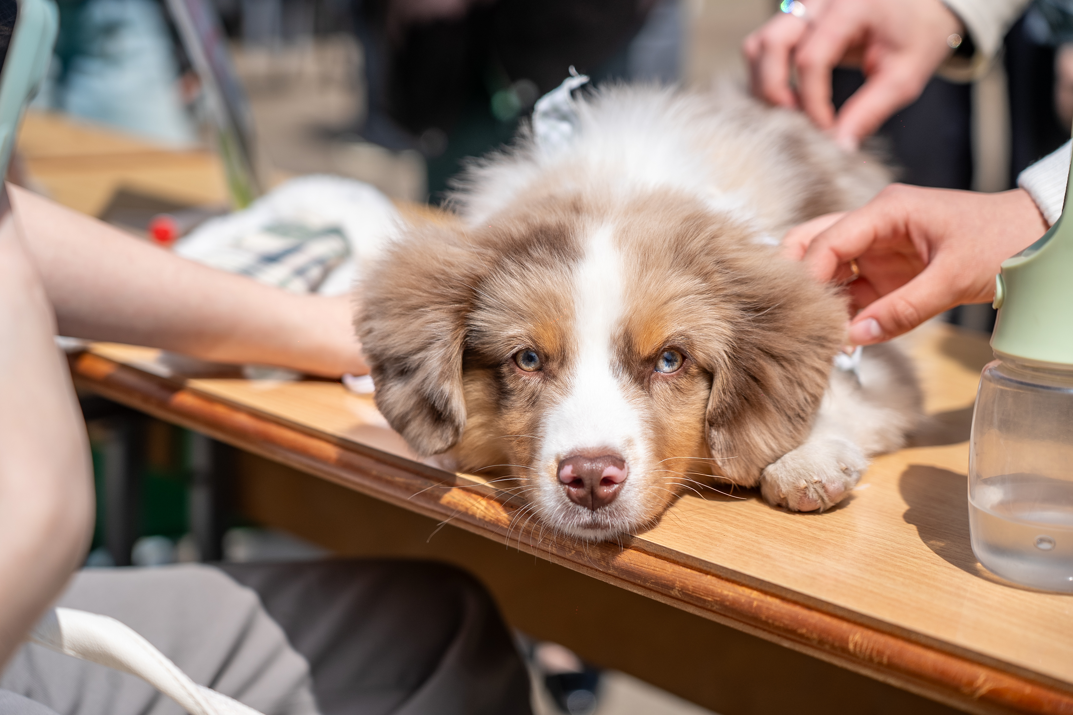 В Кубанском ГАУ открылось ранчо