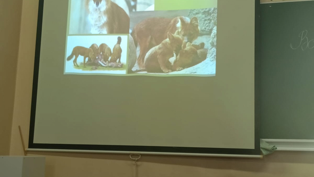 День защиты животных