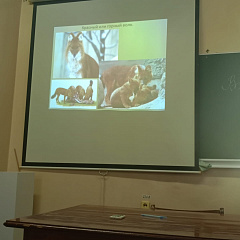 День защиты животных