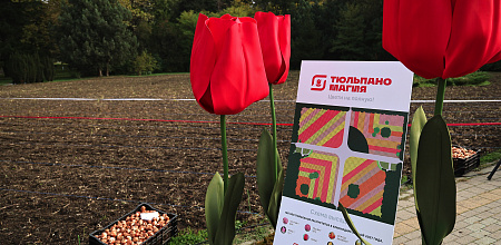 160 000 тюльпанов высадили в Ботсаду КУБГАУ