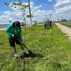 Студенты КубГАУ высадили аллею Памяти Героев в станице Елизаветинской