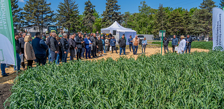День поля в учхозе «Краснодарское»