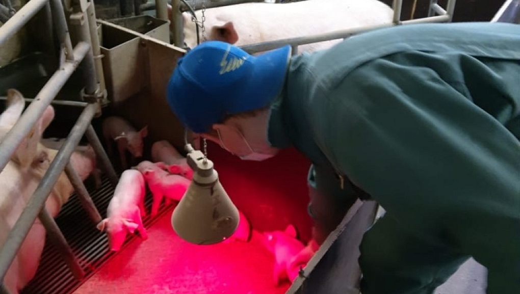 Зарубежная сельскохозяйственная практика