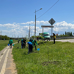 Студенты КубГАУ высадили аллею Памяти Героев в станице Елизаветинской