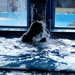 Снова в олимпийский Сочи