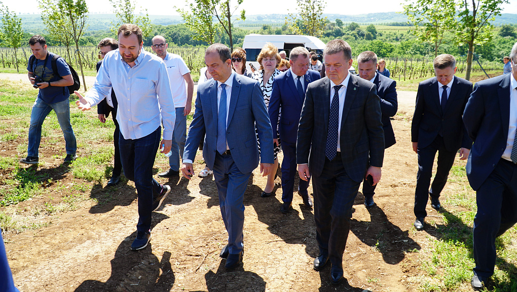 О перспективах кубанского виноградарства