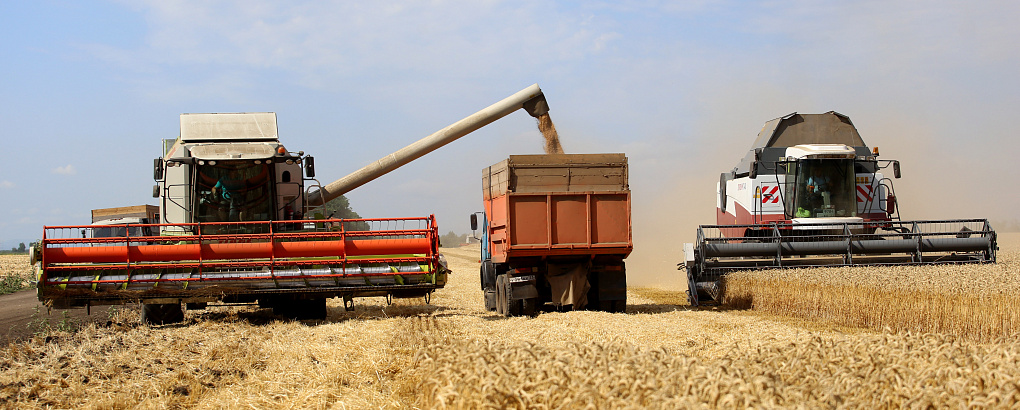 Сила агронауки: в учхозе «Кубань» КубГАУ собрали рекордный урожай озимых