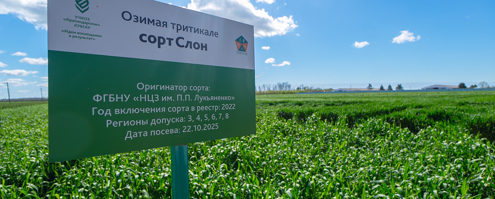 Тритикале – культура будущего