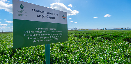 Тритикале – культура будущего