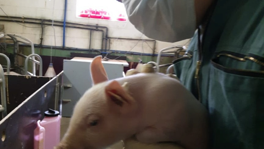 Зарубежная сельскохозяйственная практика