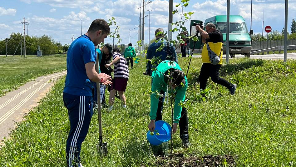 Студенты КубГАУ высадили аллею Памяти Героев в станице Елизаветинской