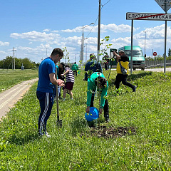 Студенты КубГАУ высадили аллею Памяти Героев в станице Елизаветинской