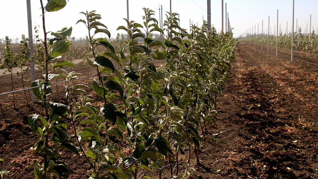 Открытие чемпионата Agro Skills